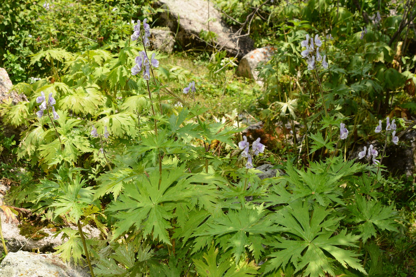 Image of Aconitum leucostomum specimen.