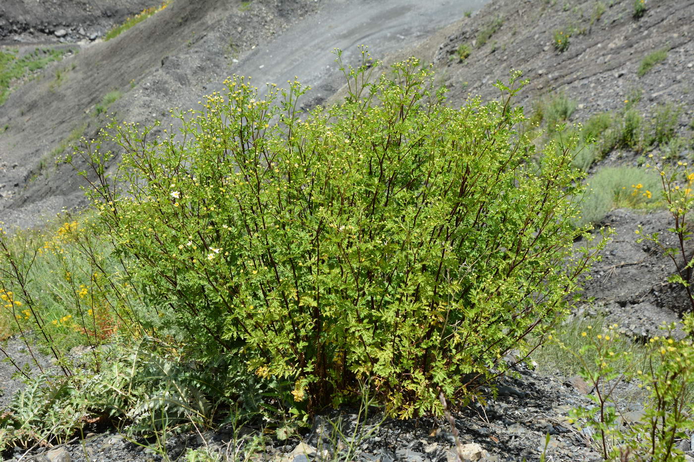 Image of Pyrethrum parthenifolium specimen.