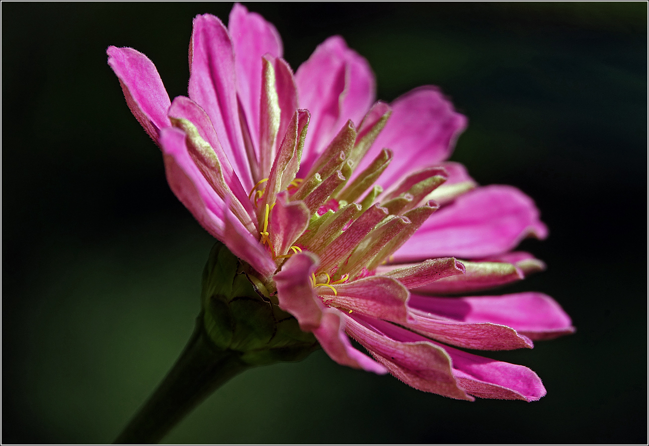 Image of Zinnia elegans specimen.