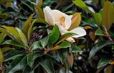 Magnolia grandiflora. Верхушка ветви с цветком и плодом. Грузия, Имеретия, г. Кутаиси, в культуре. 14.06.2023.