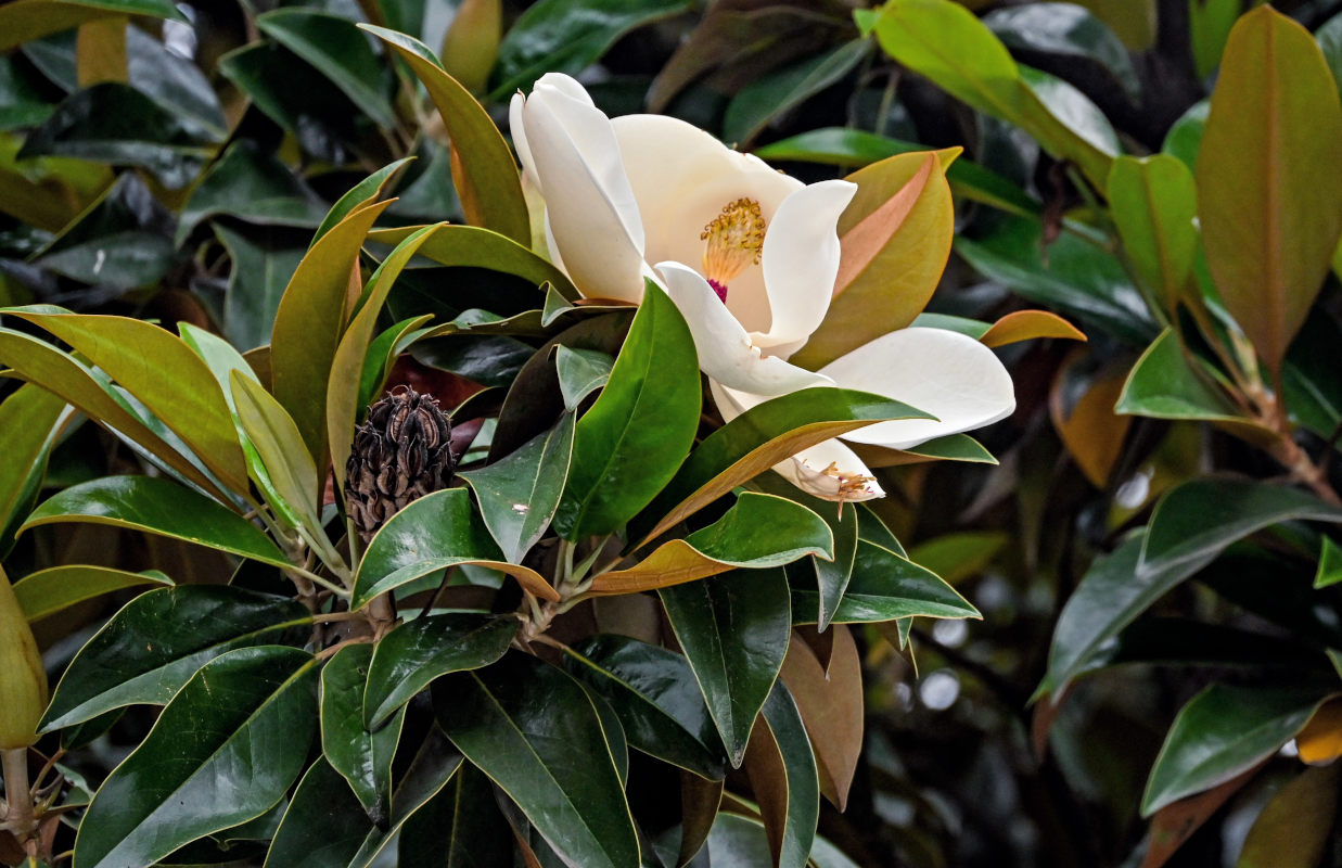 Image of Magnolia grandiflora specimen.