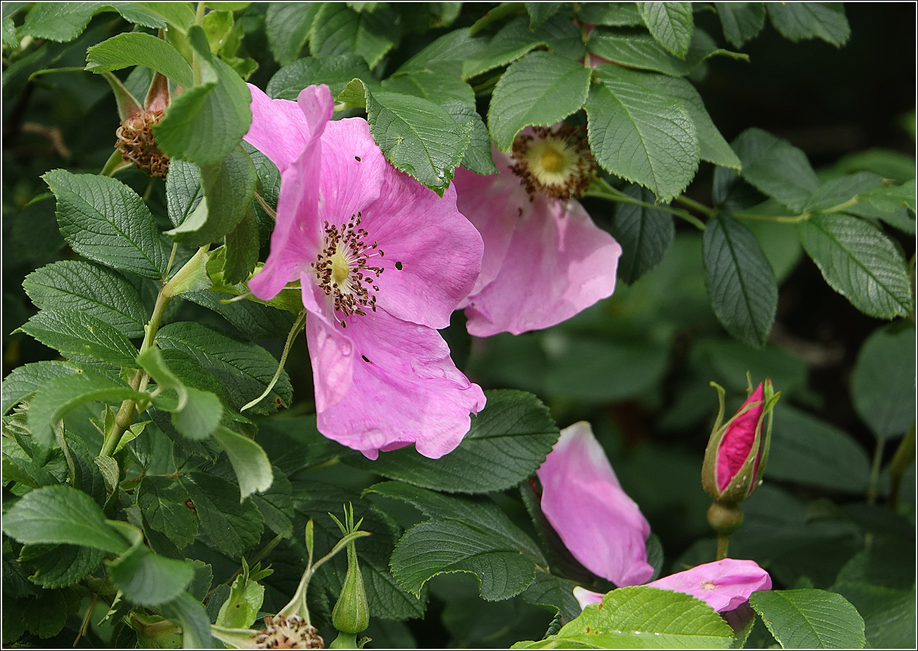 Image of Rosa rugosa specimen.