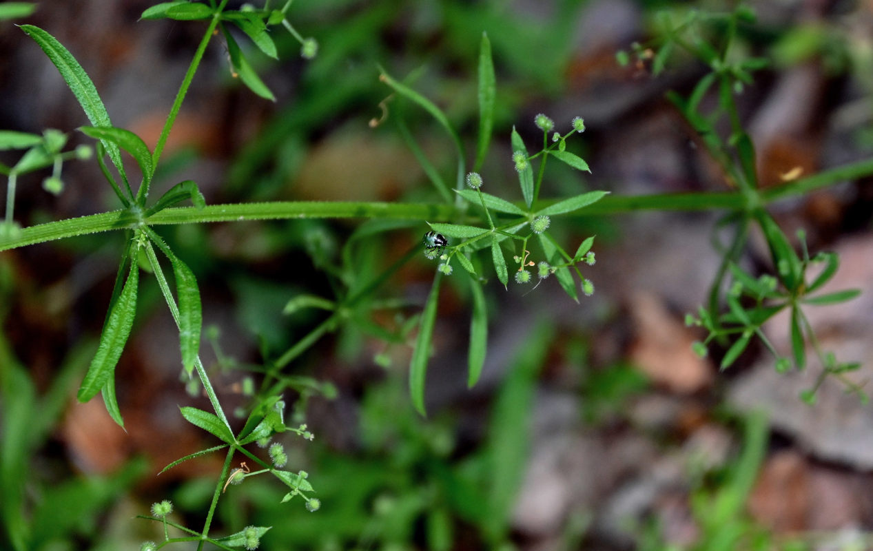 Изображение особи Galium aparine.