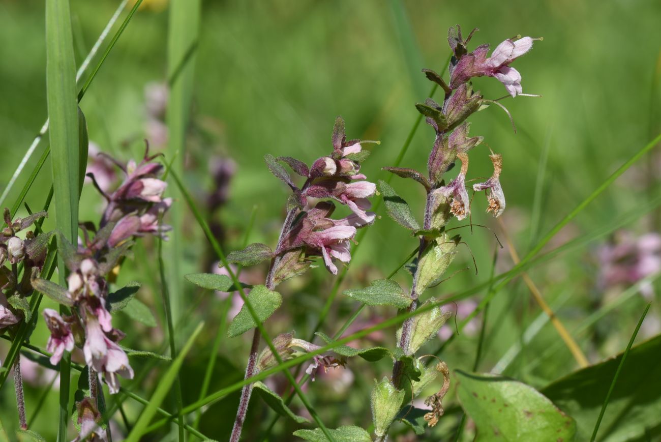 Изображение особи Odontites vulgaris.