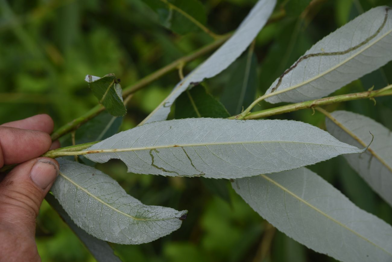 Image of genus Salix specimen.