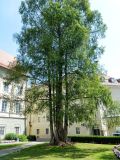 Taxodium distichum. Взрослые растения. Австрия, Каринтия, г. Клагенфурт. Июль 2014 г.