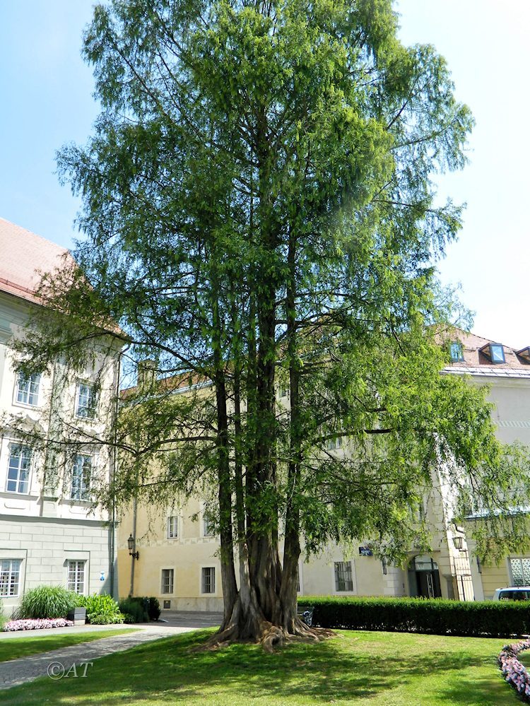 Image of Taxodium distichum specimen.