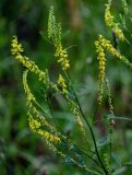 Melilotus officinalis. Верхушка побега с соцветиями. Ярославская обл., г. Ярославль, устье р. Которосль, луг. 02.07.2024.