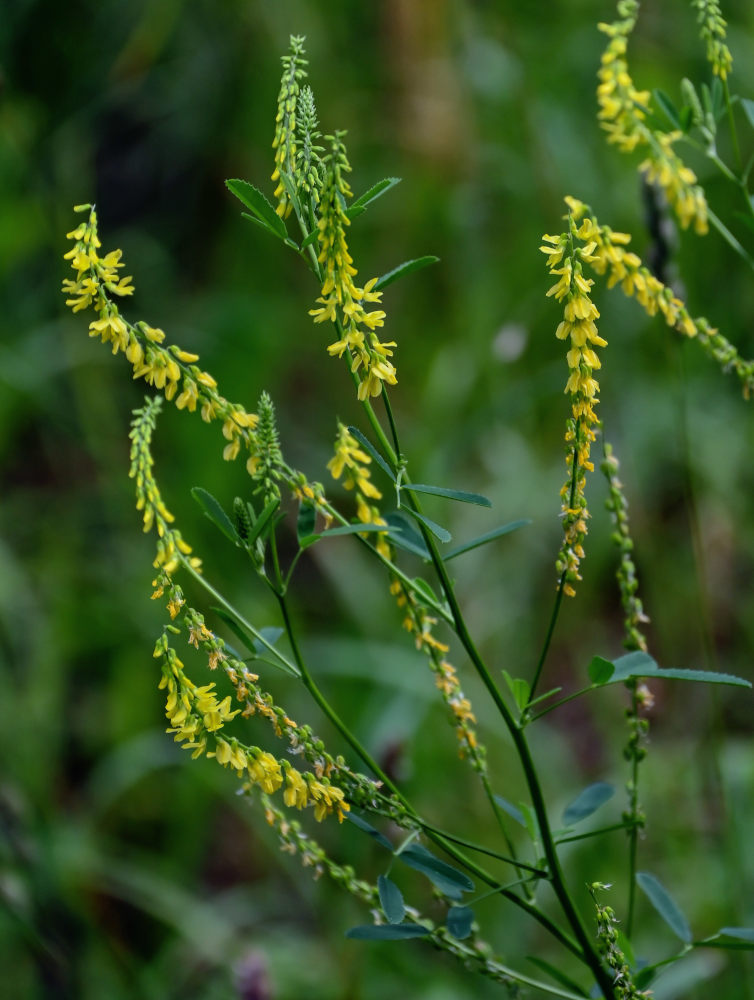 Изображение особи Melilotus officinalis.