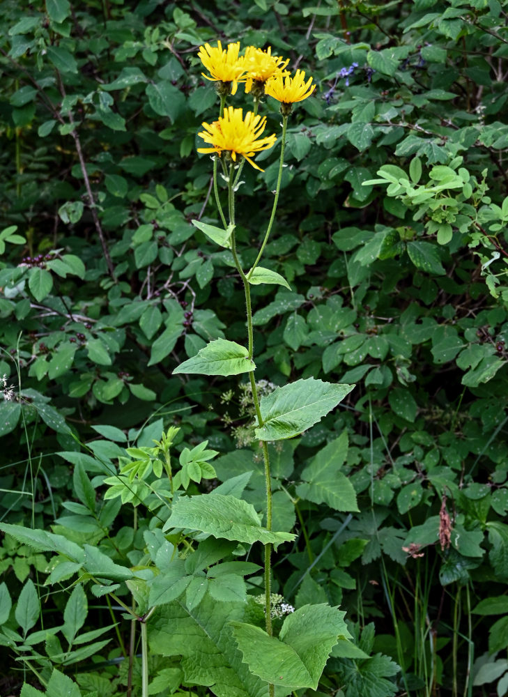 Изображение особи Crepis sibirica.