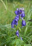 Aconitum fischeri. Верхушка цветущего растения (у верхних цветков нектарники выглядывают из шлемов). Камчатский край, Елизовский р-н, берег оз. Тахколоч, луг. 04.08.2024.