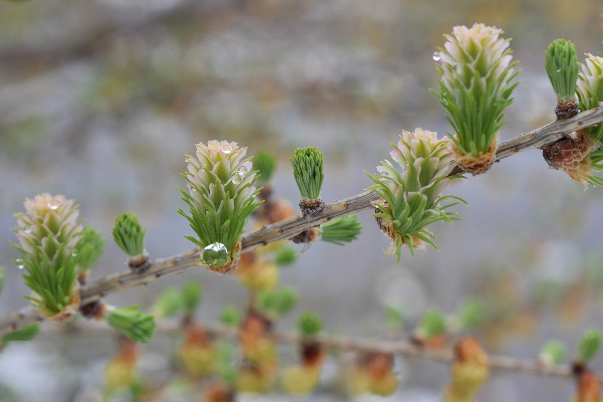 Изображение особи Larix kaempferi.