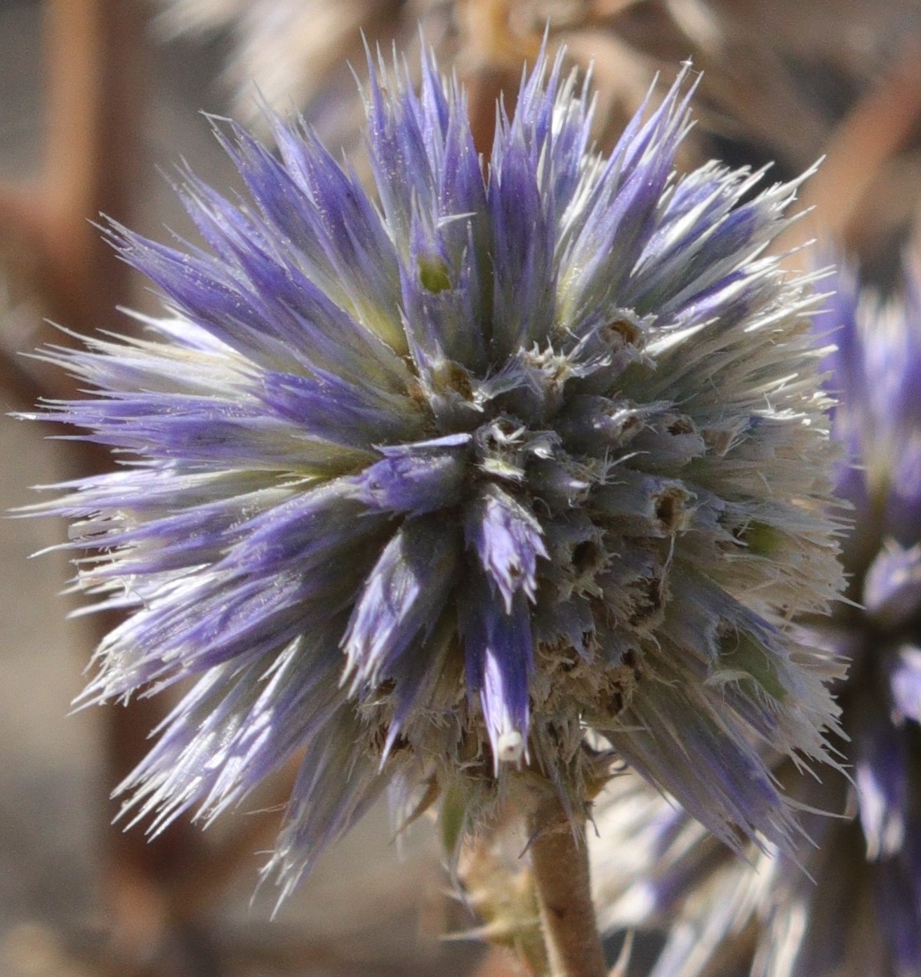 Image of Echinops meyeri specimen.