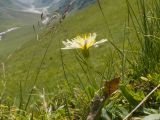 Taraxacum stenocephalum. Верхушка цветущего растения. Кабардино-Балкария, Черекский р-н, северо-восточный склон горы Эркедыген, ≈ 2500 м н.у.м., альпийский луг. 29.07.2024.