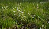 Cerastium arvense