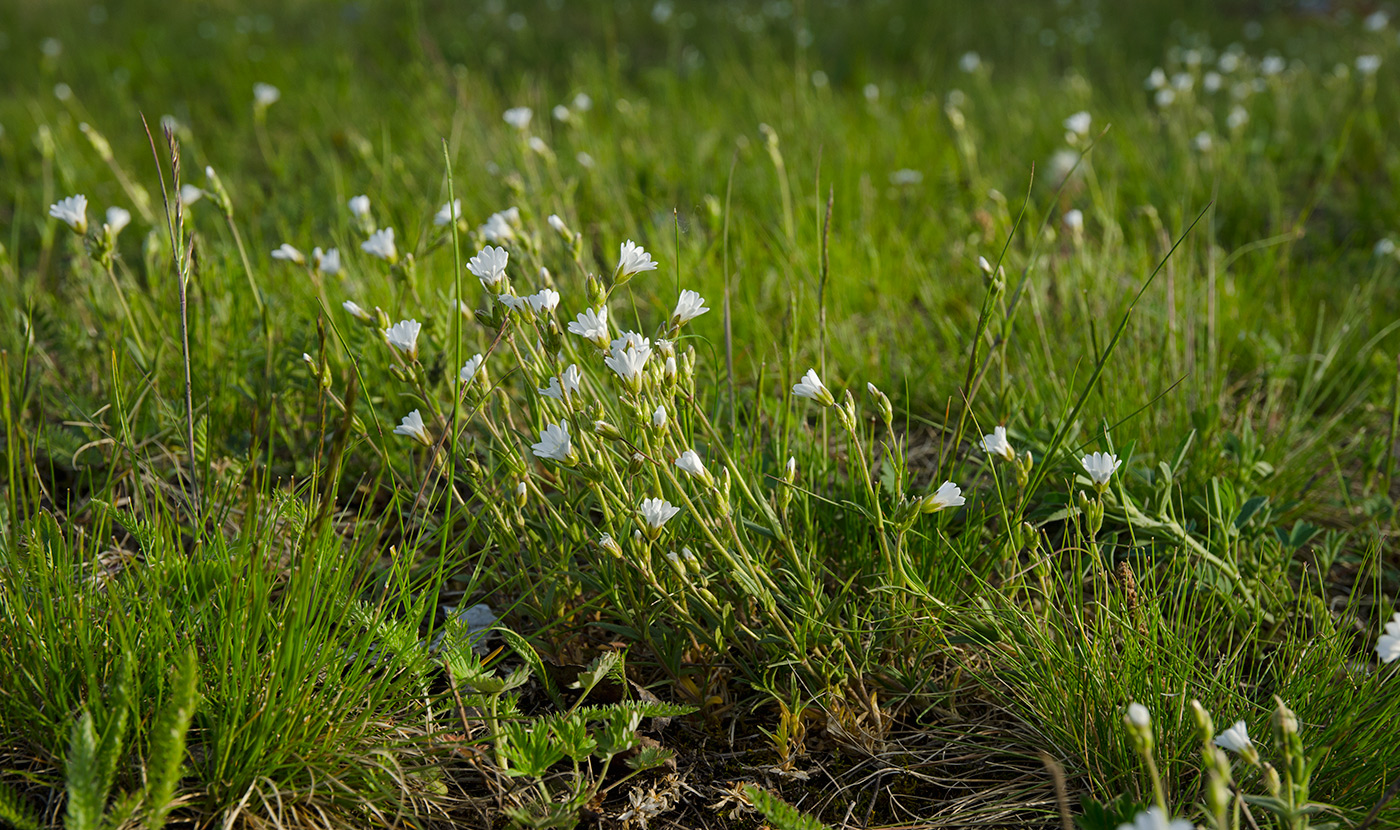 Image of Cerastium arvense specimen.