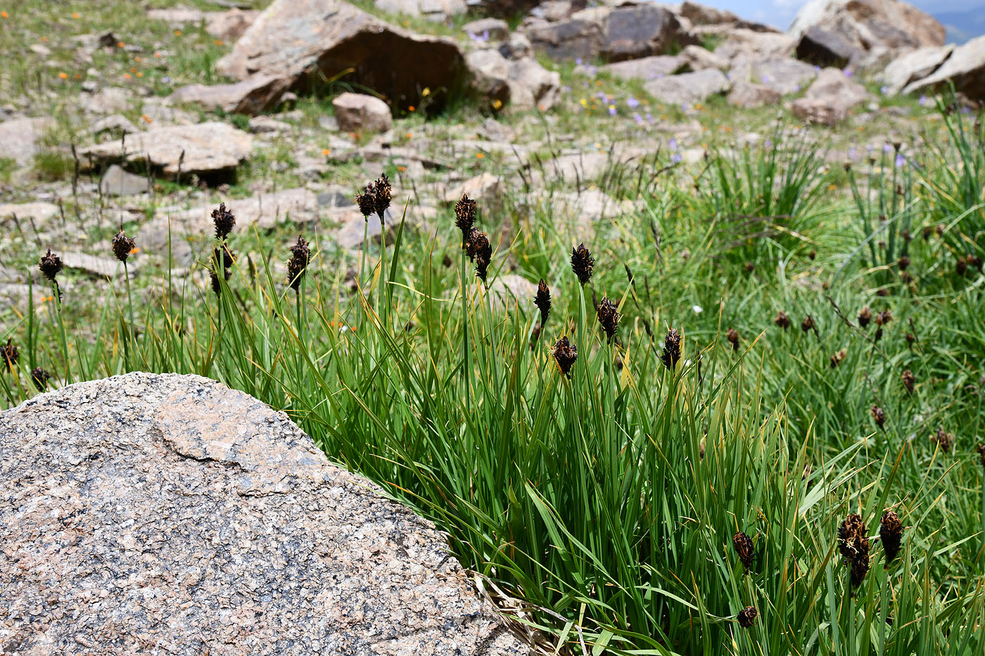 Изображение особи Carex aterrima.