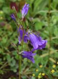 genus Campanula. Соцветие с цветками и бутонами. Чечня, Шаройский р-н, с. Хакмадой, выс. ок. 1650 м н.у.м., луг в 200 м от минерального источника. 2 июля 2024 г.