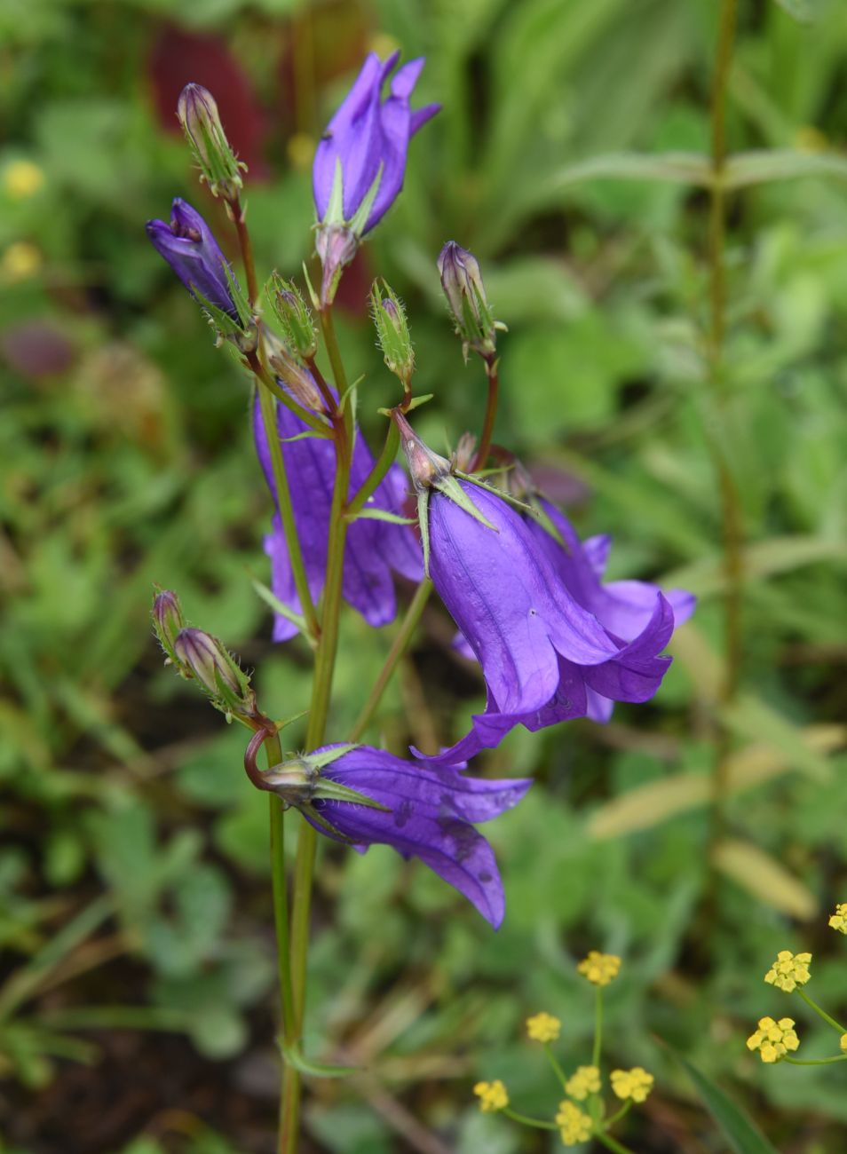 Image of genus Campanula specimen.