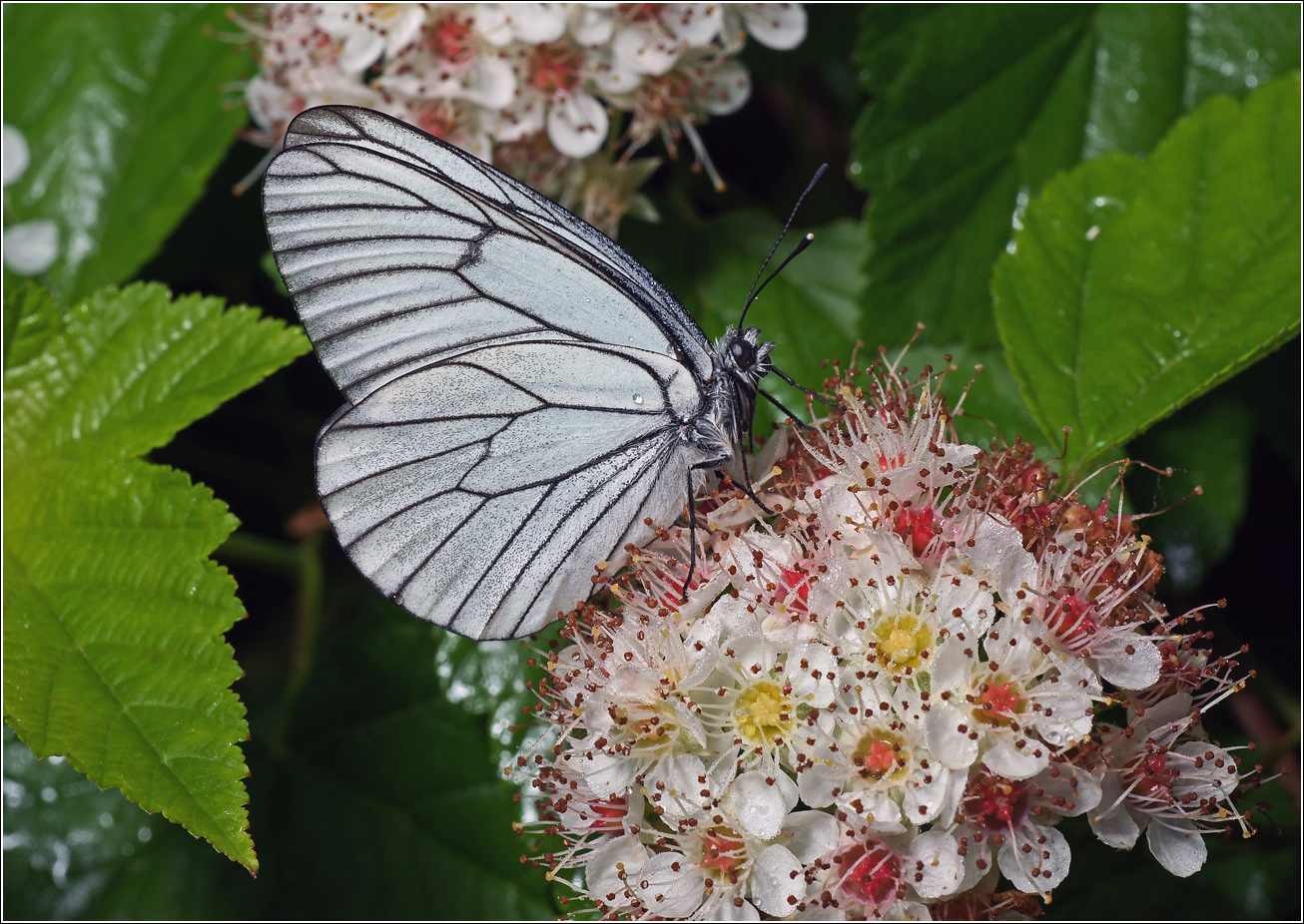 Image of Physocarpus opulifolius specimen.