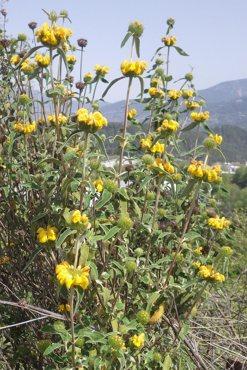 Изображение особи род Phlomis.