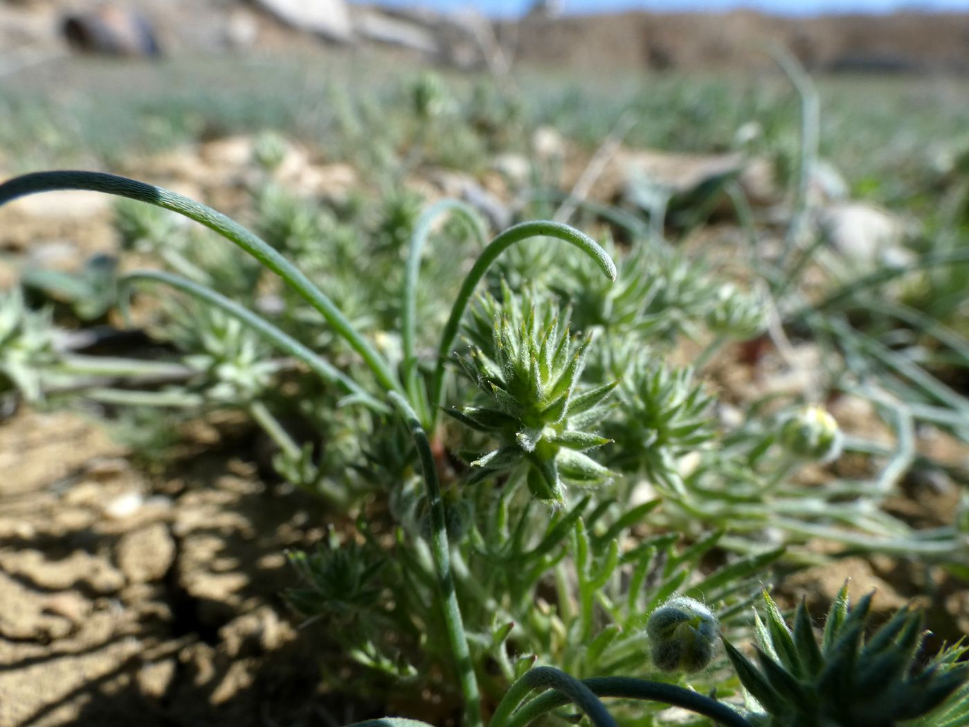 Изображение особи Ceratocephala orthoceras.