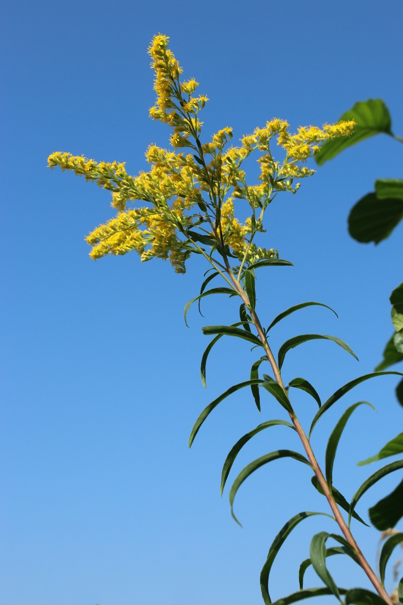 Изображение особи Solidago canadensis.