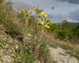 Смотреть изображение Potentilla taurica