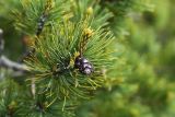 Смотреть изображение Pinus pumila