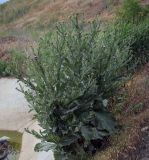 Смотреть изображение Onopordum acanthium