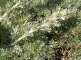 Смотреть изображение Artemisia caucasica