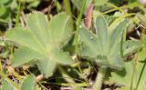 View full-size image Alchemilla caucasica