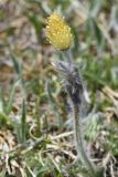 View full-size image Pulsatilla violacea