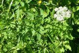 View full-size image familia Apiaceae