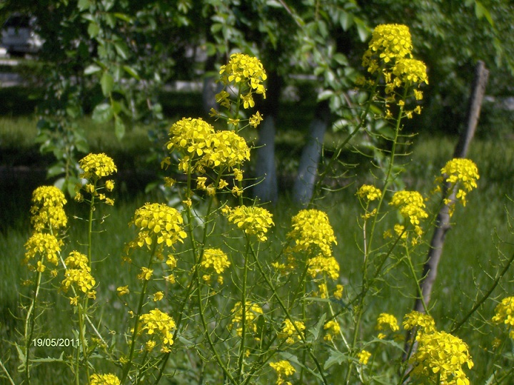 Image of Sisymbrium loeselii specimen.