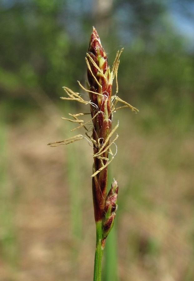 Image of Carex globularis specimen.