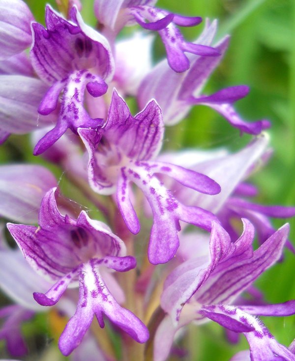 Изображение особи Orchis militaris.