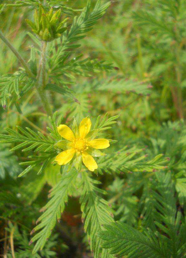 Изображение особи Potentilla conferta.