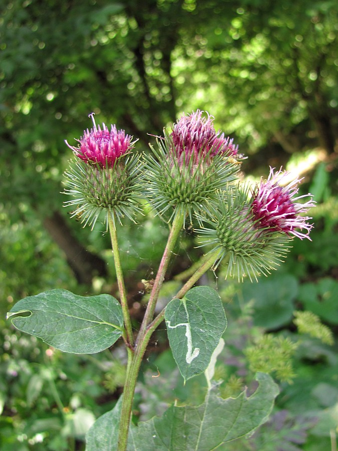 Изображение особи род Arctium.