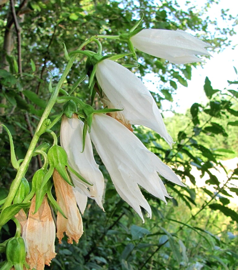 Image of Campanula latifolia specimen.