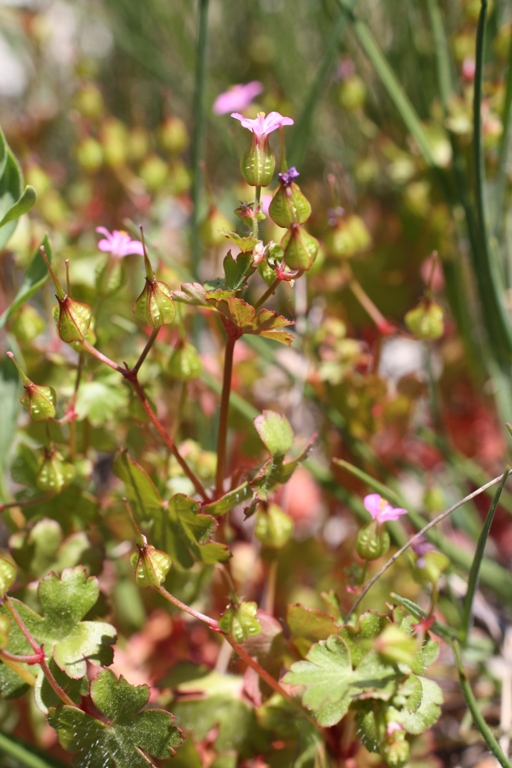 Image of Geranium lucidum specimen.