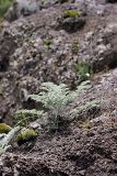 familia Apiaceae. Вегетирующее растение. Таджикистан, Гиссарский хр., ущелье Сингисафат. 29.04.2011.