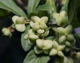 Euonymus europaeus. Созревающие плоды. Московская обл., Раменский р-н, окр. дер. Хрипань, садовый участок. 10.06.2011.