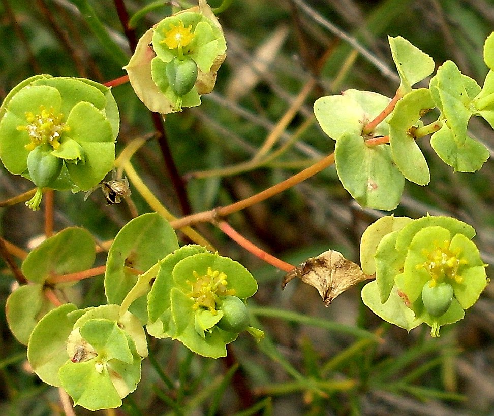 Image of Euphorbia petrophila specimen.