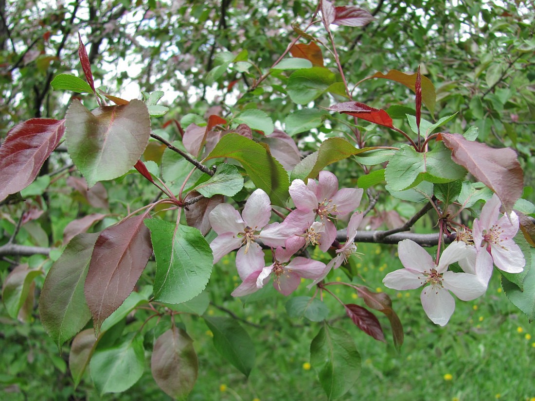 Image of Malus niedzwetzkyana specimen.