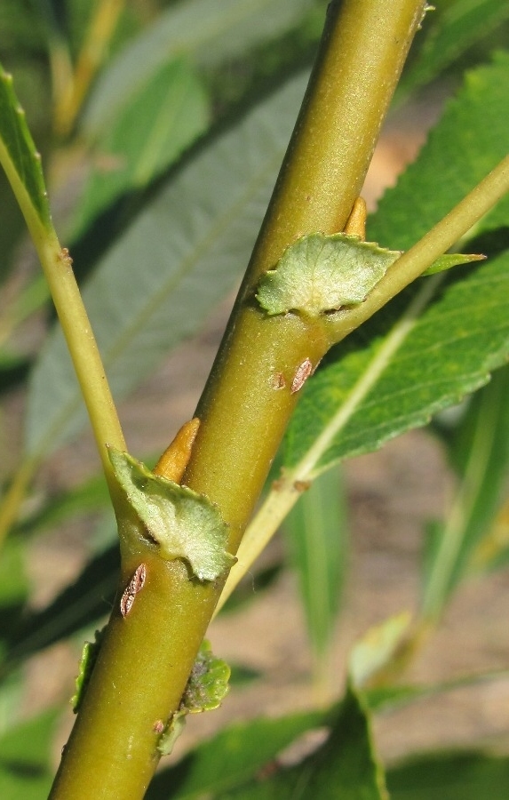 Image of Salix triandra specimen.