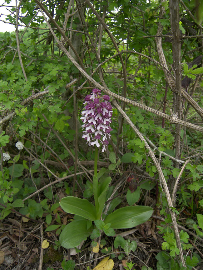 Image of Orchis purpurea ssp. caucasica specimen.