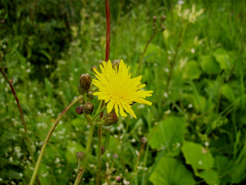 Изображение особи Sonchus arvensis ssp. uliginosus.