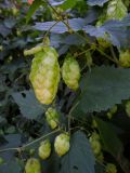 Humulus lupulus. Часть побега с соплодиями. Ростовская обл., дельта Дона, хутор Узяк. 28.08.2011.