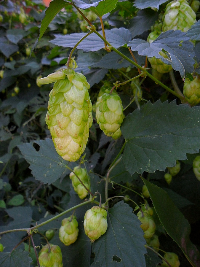 Изображение особи Humulus lupulus.